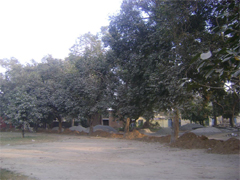 The decades-old jamun trees are set to face the axe to beautify the court complex in Faridkot.