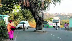 The century-old Peepal tree on the Reasi Road.