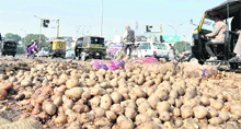 Potatoes spilled on a road in Jalandhar on Thursday.