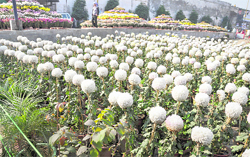 Chrysanthemum in full bloom at Gurdwara Dukh Niwaran Sahib in Ludhiana. 
