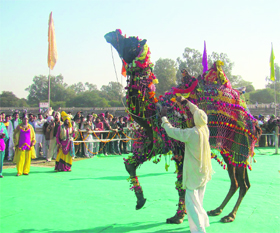 The three-day National Livestock Championship started at the Guru Gobind Singh Sports Stadium in Muktsar on Saturday. Nearly 3,000 animal owners from Punjab and its neighbouring states are participating in the event. Prizes worth Rs 55 lakh will be given to the owners of the winning animals. 