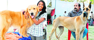 Peter, 2-year-old Golden Retriever, with its owner Simran and (right) Sanjay Kapoor with its pride Samar, 11-month-old Great Dane.
