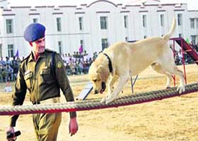 A dog walks on the rope at a dog show organised by the Haryana Police in Sunaria village, Rohtak, on Sunday