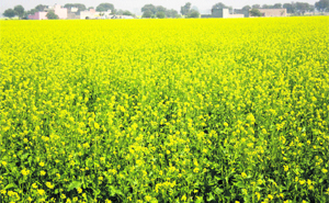A mustard field in full bloom at Gudaan village in Kalanaur subdivision of Rohtak district on Monday.
