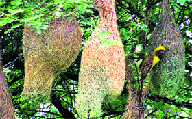 A tailor bird busy making nests at Baland village in Rohtak.
