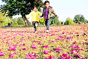 Children play on flower-strewn lawns of the Rose Garden, Sector 16, Chandigarh, on Tuesday