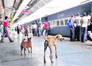 Dogs have a free run at the Chandigarh station.