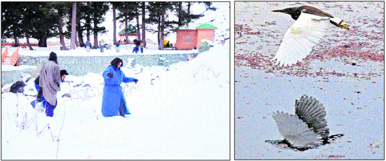 Tourists enjoy at the snow-clad Sonmarg tourist resort in Ganderbal district on Wednesday; and (right) migratory birds, which have arrived in the Kashmir valley from far off places, fly over the Dal Lake . Photos: Amin War, AFP
