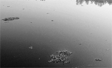 A view of blackish Ghaggar water near Ottu Lake in Sirsa.