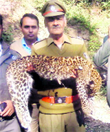 The carcass of a 4-month-old panther cub that was found in Pinjore on Friday.
