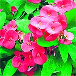Euphorbia splendense