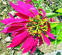 Poinsettia