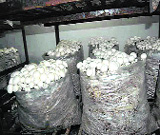 White button mushrooms developed by scientists of the Dr YS Parmar University of Horticulture and Forestry, Nauni. 