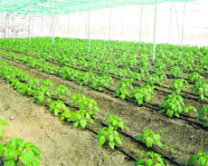 A view of a polyhouse field having tomato and capsicum plants. 