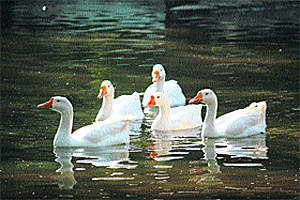 Ducks add to the scenic beauty of the Manda Wildlife Sanctuary in Jammu.