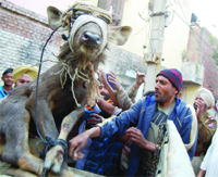 The sambar captured and rescued by residents of the Ranjit Avenue area on Thursday. 