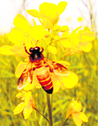 A bee feeds on nectar of a mustard flower in Amritsar. 