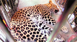 The leopard that was captured by wildlife and forest department officials after a nine-hour operation from a house in Sector 10, Panchkula, on Thursday.