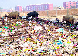 The garbage dumped on the Kaithal-Khanouri road bypass by the municipal council authorities