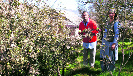 An apple orchard in Himachal Pradesh.