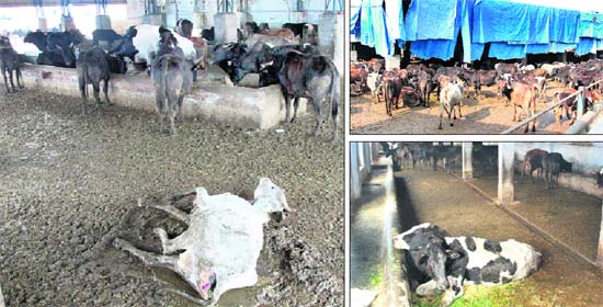 (Clockwise from top) An injured cow left to die in the slush created by cow dung, fodder and water; lack of space at the Transport Nagar cowshed and no fodder in the feeding troughs at a cowshed in Jalandhar