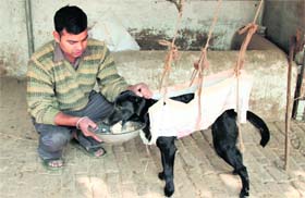 A dog being fed on the PFA premises in Jalandhar