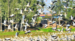 Migratory birds take off in the Gharana wetlands along the Indo-Pak International Border in Jammu. 