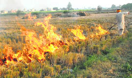 About 19 million tonne of paddy residue is burnt every year.