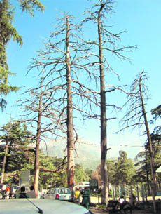 Deodar trees which have dried up in Palampur. 