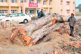 More than 100-year-old tree which was axed at Government Medical College in Amritsar on Sunday