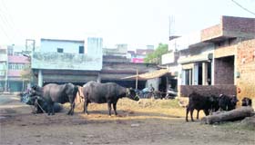 A dairy located in a residential colony in Patiala