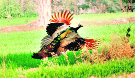 A peacock adds to the beauty of nature.