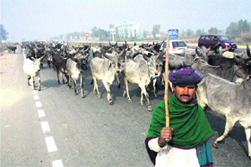 A man takes his cows on National Highway 10 in Rohtak in search of fodder. 