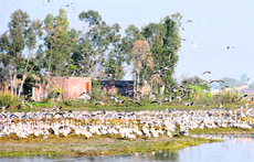 Migratory birds at the Gharana wetland in Jammu.