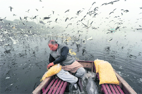 A bird lover feeds migratory birds hovering over the Yamuna in New Delhi on Monday. Hundreds of migratory birds from Siberia, southeast Asia and other parts of India reach the National Capital during winters. 