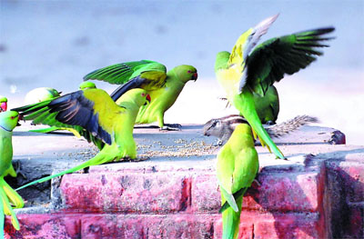 Parrots and a squirrel share a feed in Bathinda on Tuesday