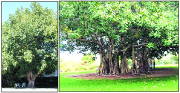 Peepal and bargad trees are major sources of oxygen.