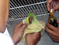 An injured bird being treated