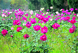 Roses in full bloom at a garden in Ludhiana