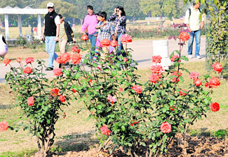 Visitors enjoy the view at the Rose Garden in Sector 16 of Chandigarh on Thursday.