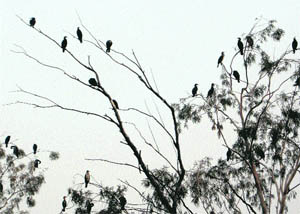 Birds at the Bhindawas Lake in Jhajjar district on a January afternoon.