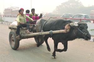 The bullock cart on a Delhi road is in stark contrast to the Auto Expo-2012 going on in New Delhi on Saturday. 