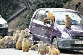 A driver of a car feeds monkeys on the Jammu-Nagrota national highway in Jammu on Saturday.