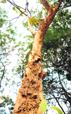 A tree badly damaged by termites in Sector 10, Chandigarh.