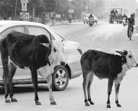 Stray cattle on a road in Sector 20 in Panchkula.