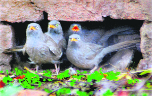Birds seek warm spots at the Rose Garden in Sector 16 of Chandigarh.