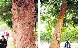 Termite-infested trees at Sectors 9 (left) and 11 in Chandigarh. 