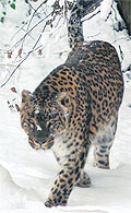 A snow leopard roams on the outskirts of Srinagar following heavy snowfall in higher reaches