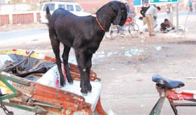 A rickshaw gets an unusual passenger even as its puller chooses to stay away.