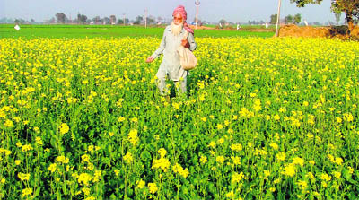 A farmer sprinkles urea in his lush mustard fields near Raikot in Ludhiana.